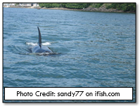 Orcas can sometimes be seen in Nehalem bay, attracted by the dense salmon activity